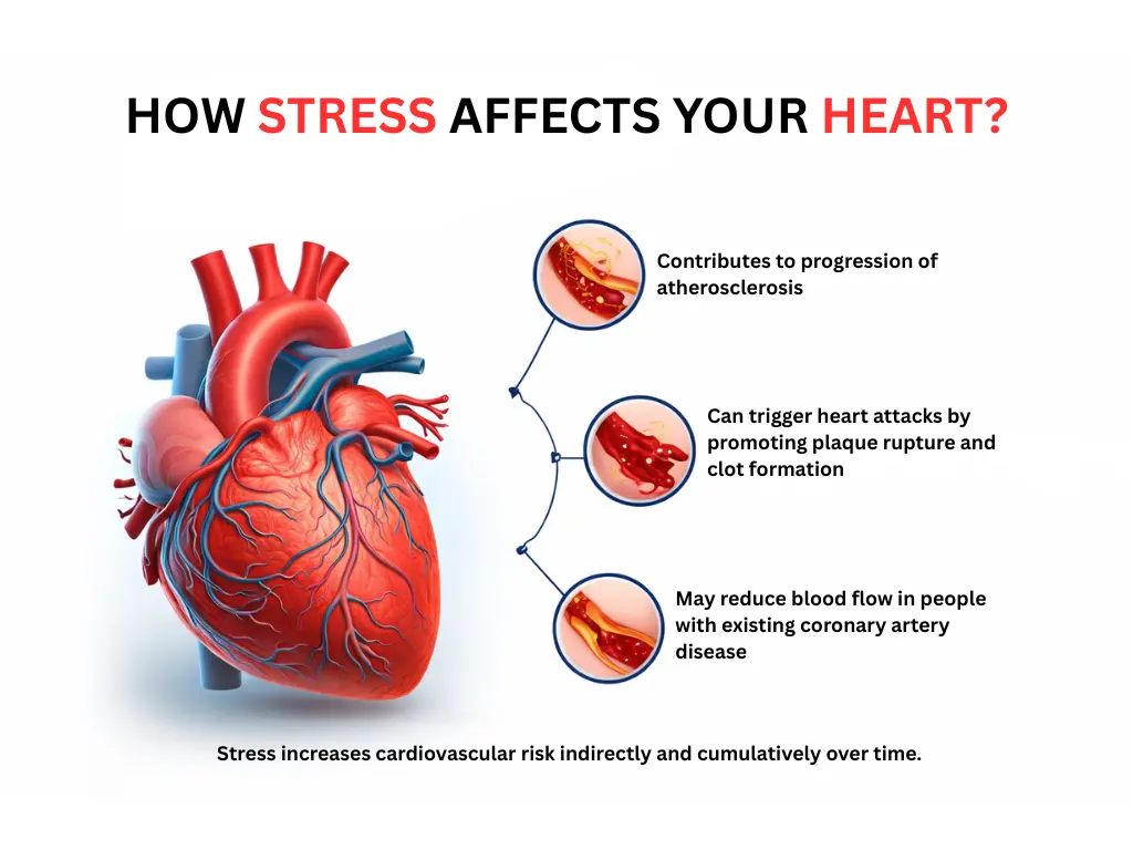 Infographic titled “How Stress Affects Your Heart?” showing a heart graphic and callouts explaining that stress can contribute to atherosclerosis progression, may trigger heart attacks through plaque rupture and clot formation, and can reduce blood flow in people with existing coronary artery disease.