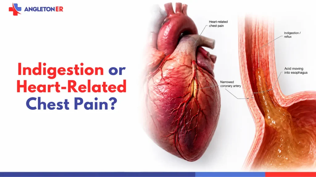 Featured image comparing indigestion vs heart-related chest pain, showing labeled heart and esophagus anatomy and when symptoms may need emergency care.